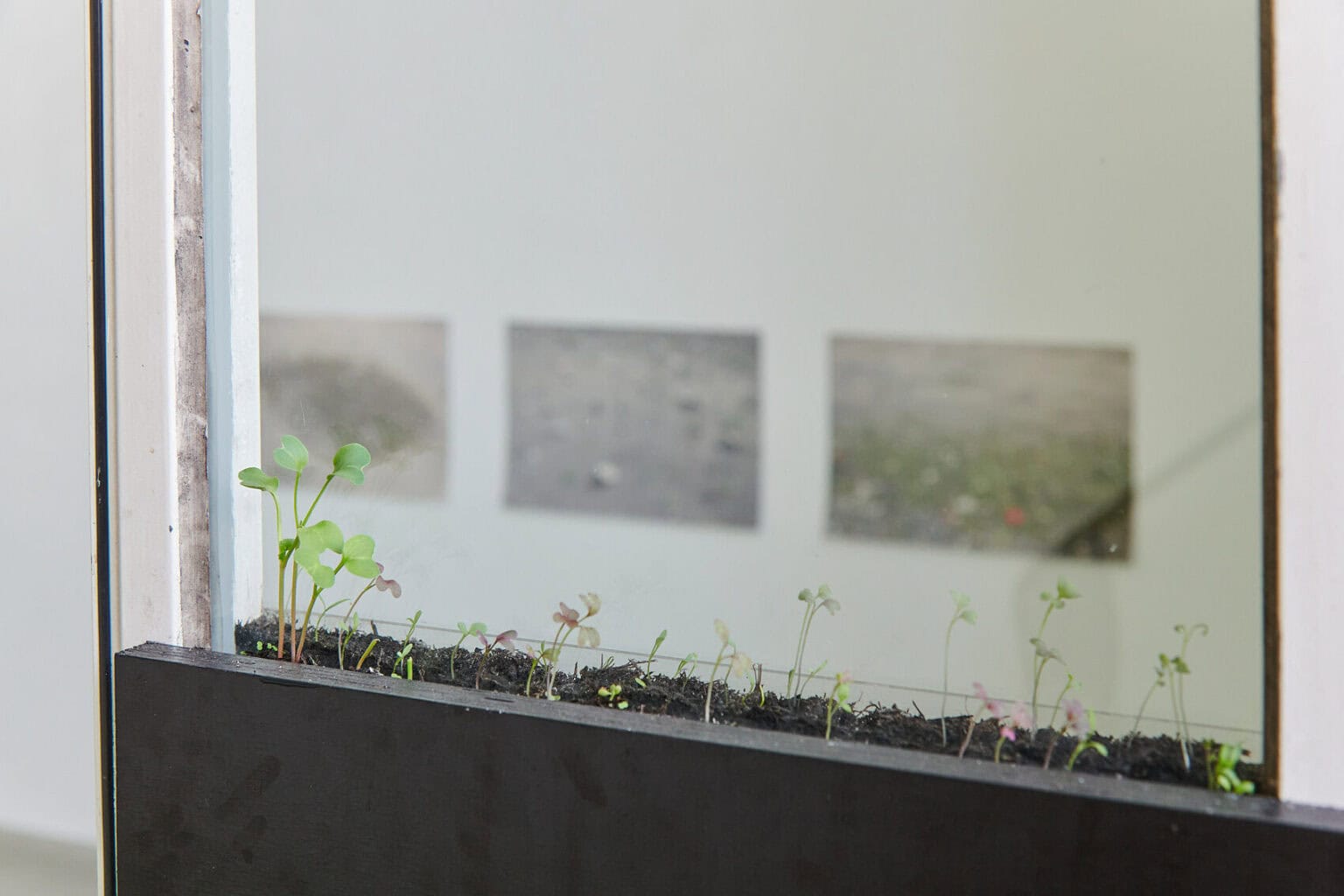Foto: Detailaufnahme einer schwarze Platter vor einer Fensterscheibe. Zwischen Platte und Scheibe befindet sich Erde und kleine Pflanzensprossen.