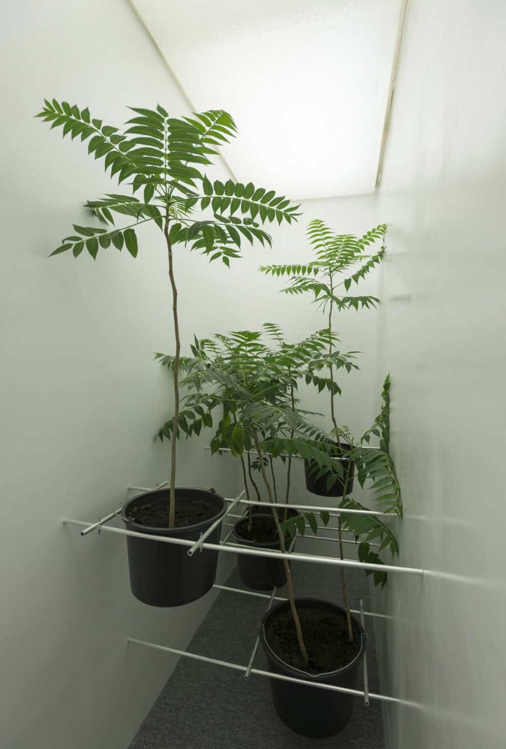 Foto: Ein schmaler Raum mit Deckenlicht. Zwischen den Wänden sind auf unterschiedlicher Höhe Rohre angebracht, in denen mit Erde gefüllte Töpfe eingespannt sind, aus denen Pflanzen wachsen.